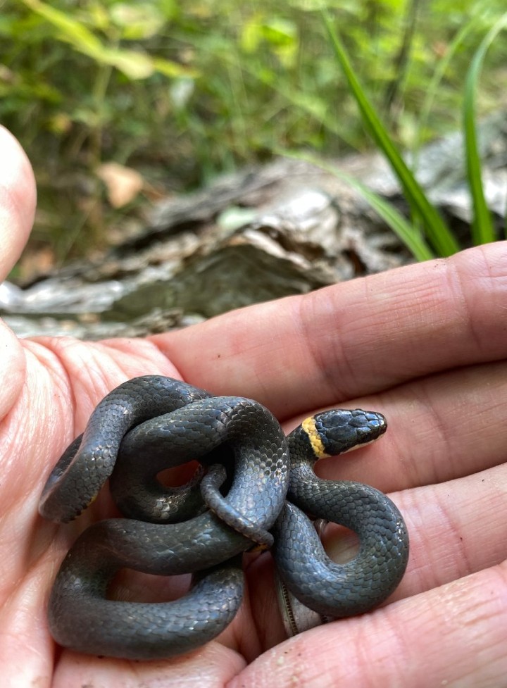 Northern Ringneck Snake